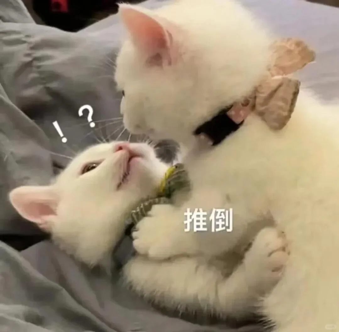 ????? ? 可可爱爱猫猫表情包