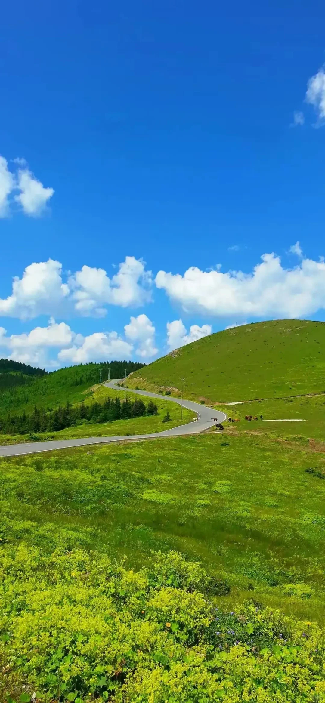 蓝天白云绿色草地，护眼壁纸