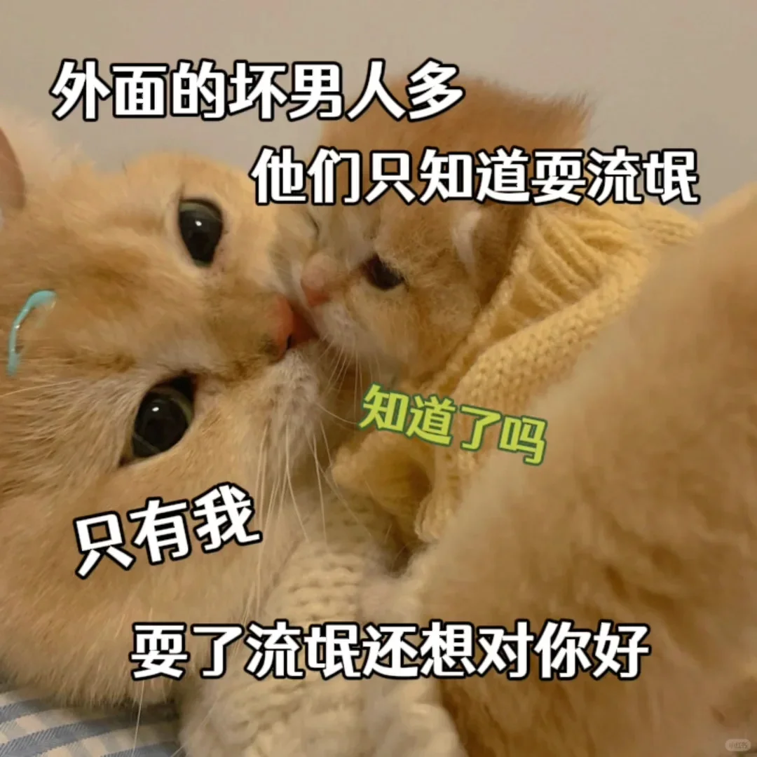 猫咪表情包~老婆万岁~老婆第一