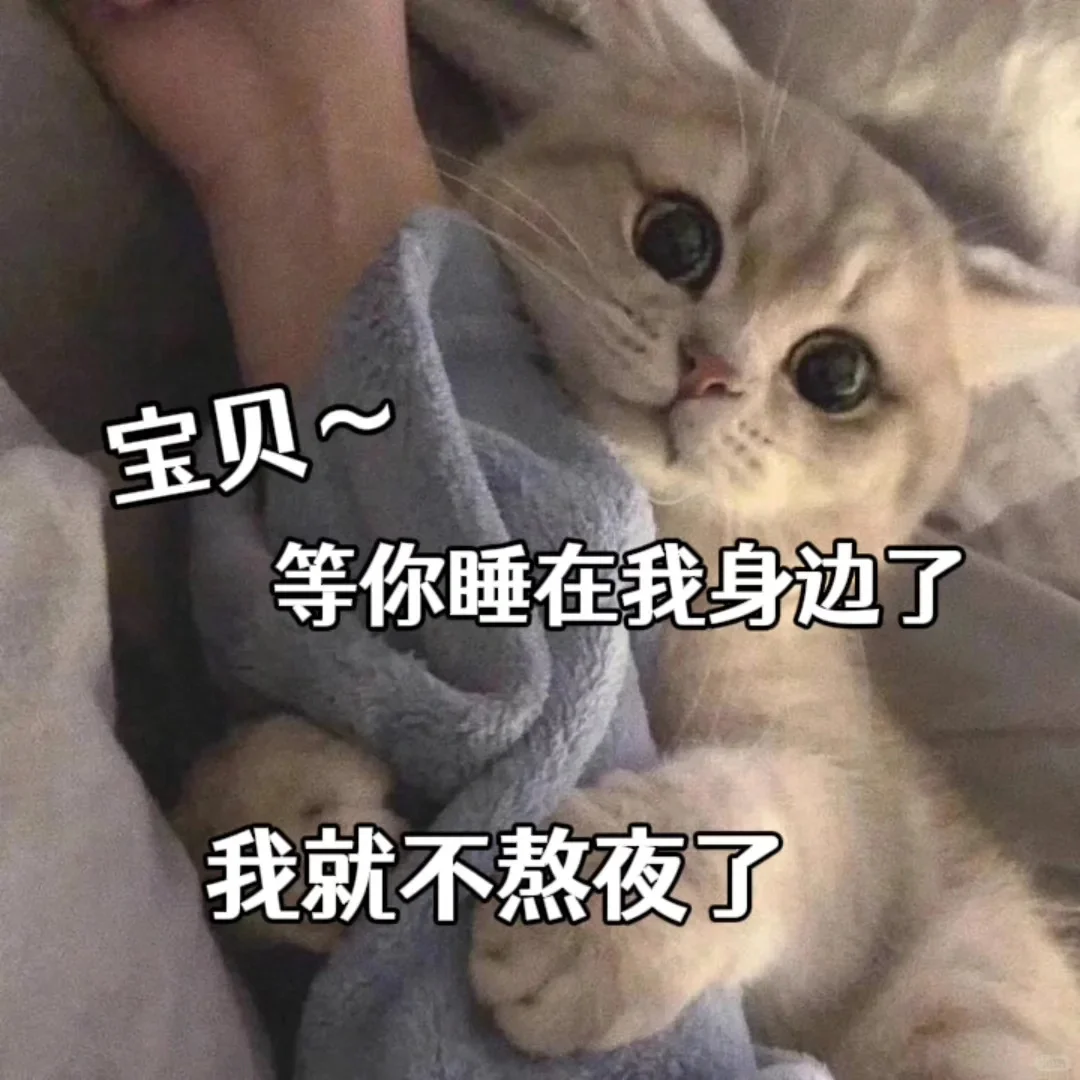 猫咪表情包~老婆万岁~老婆第一