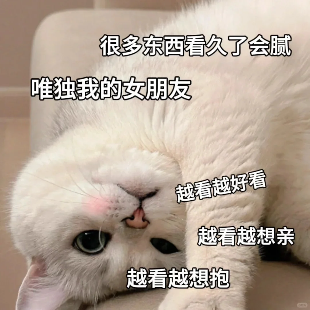 猫咪表情包~老婆万岁~老婆第一