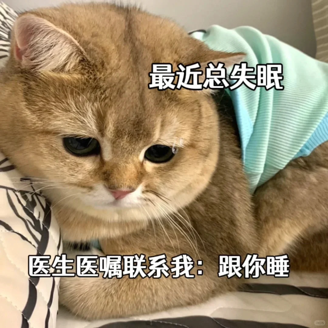 猫咪表情包~老婆万岁~老婆第一