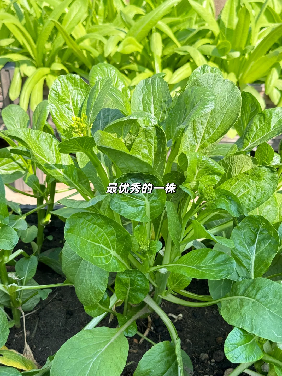 收菜日常🥬 | 又好久没买过青菜了✌🏻️