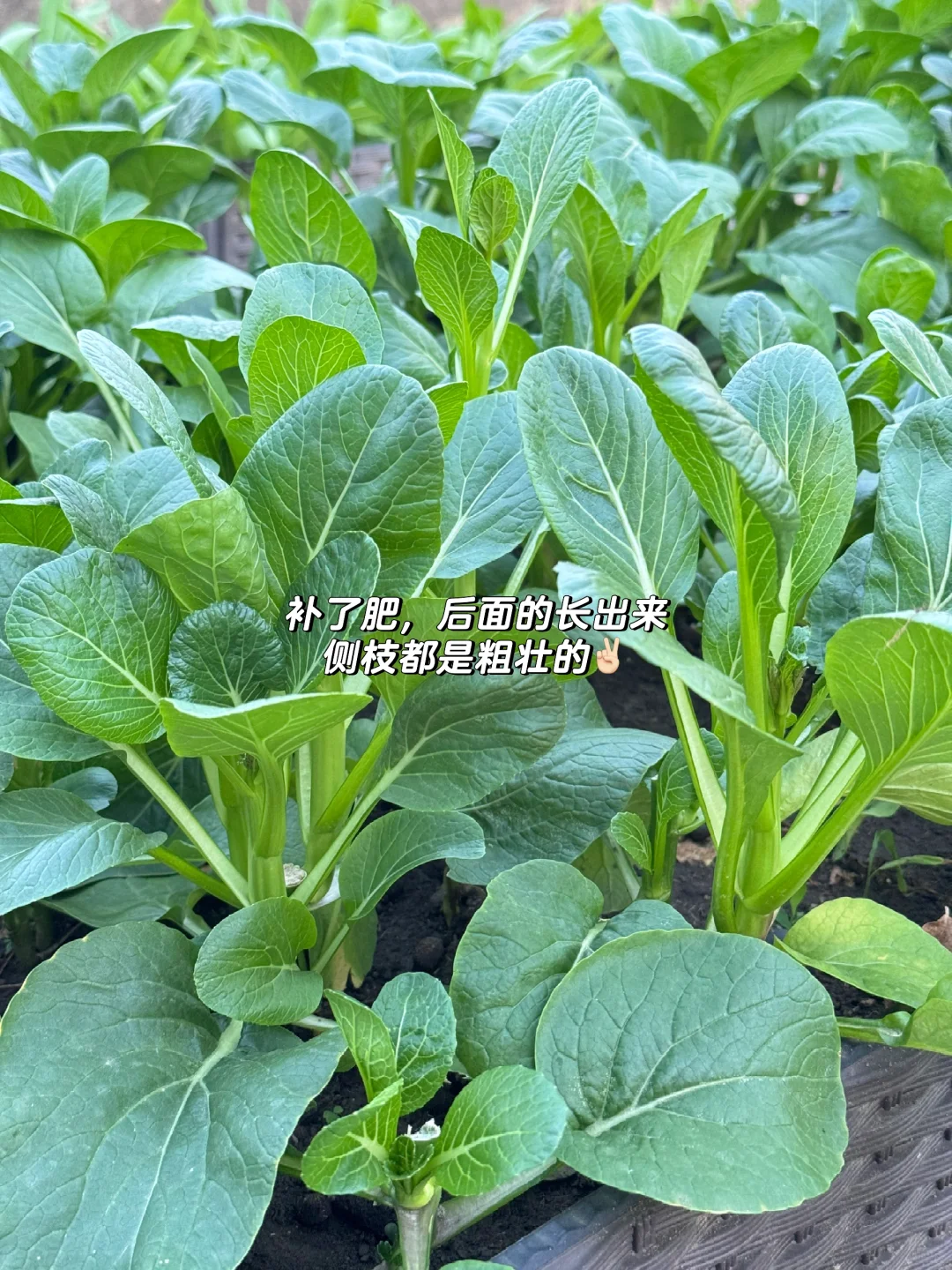 收菜日常? | 又好久没买过青菜了✌?️