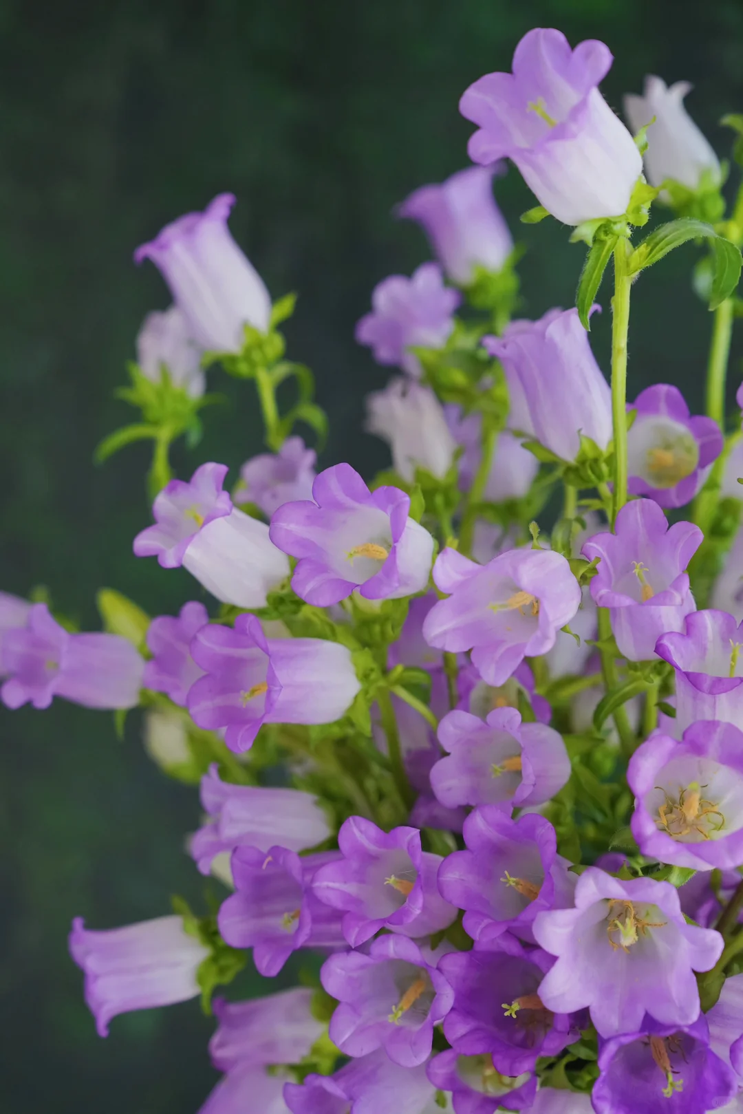 葡萄紫风铃花?｜大花头爆瓶更好看（附养护）