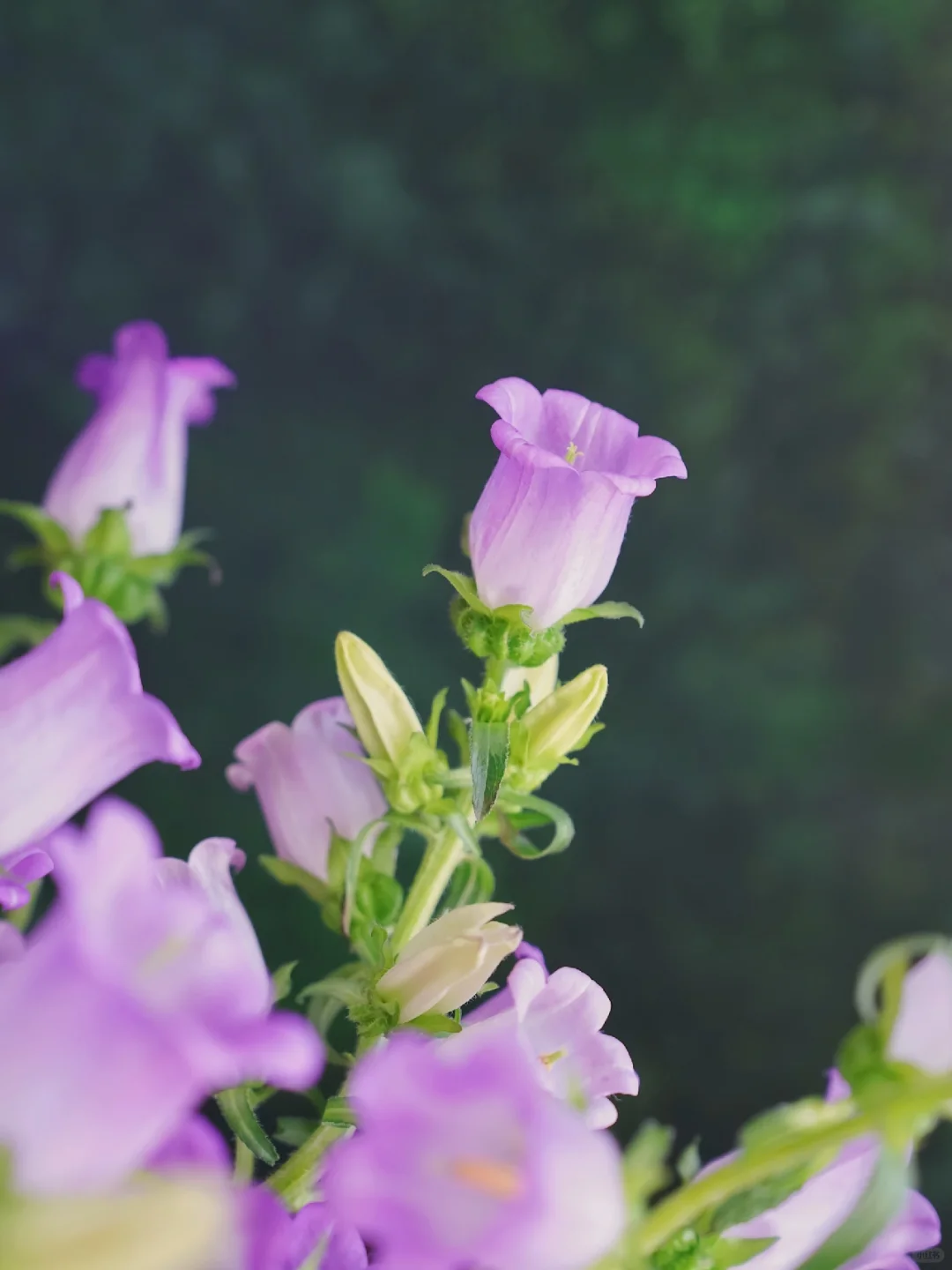 葡萄紫风铃花?｜大花头爆瓶更好看（附养护）