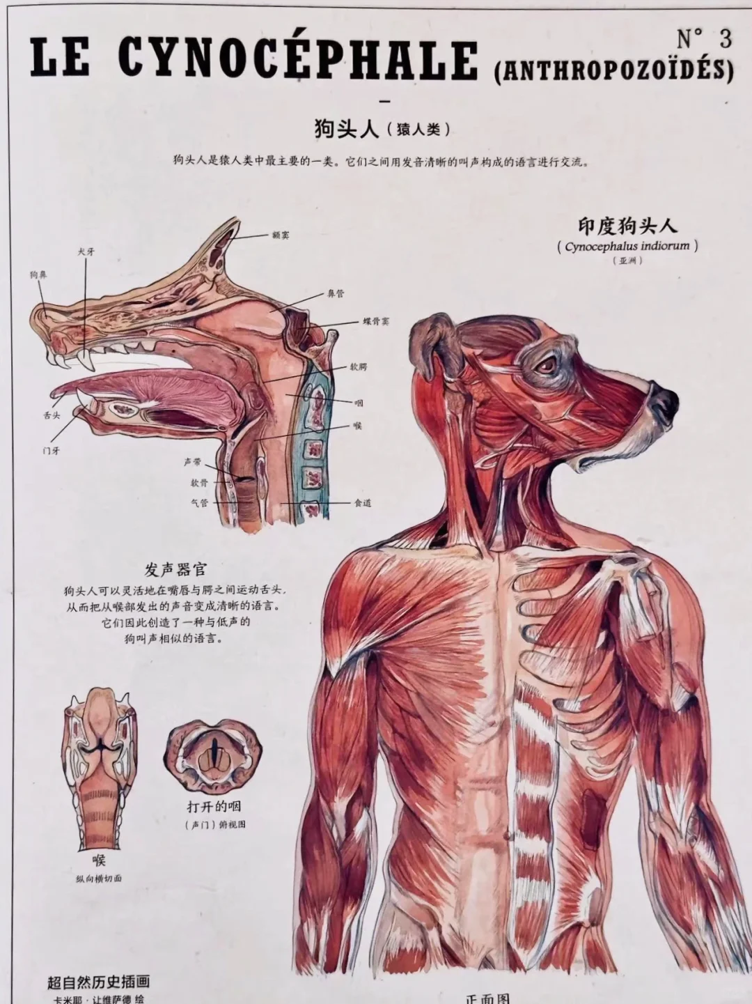 这到底是什么怪物图鉴竟然是科普书籍！！！