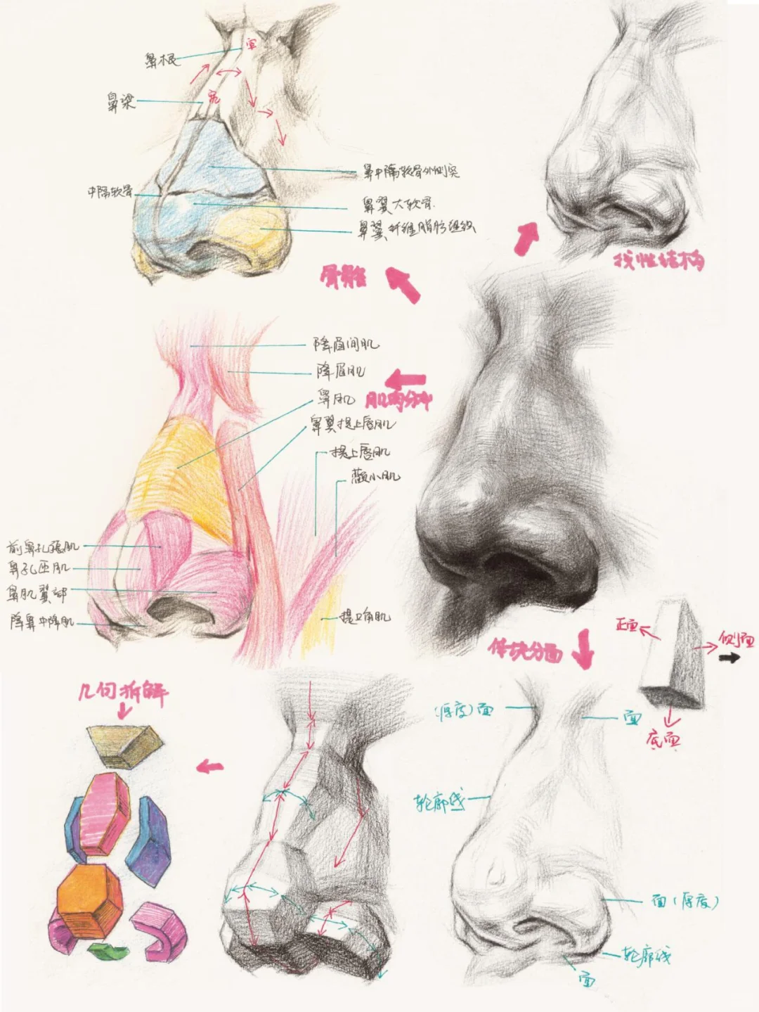 ?宝子们，今天的素描鼻子教程来啦?！知识