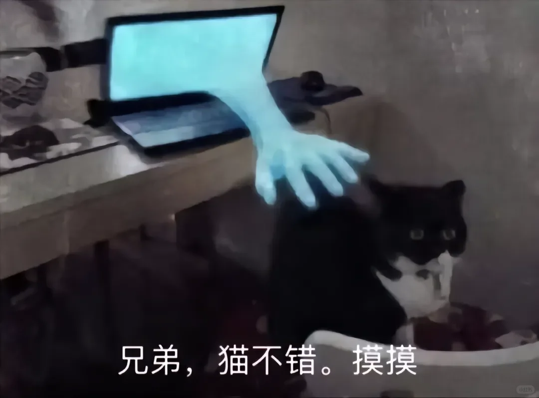 猫猫表情包来咯