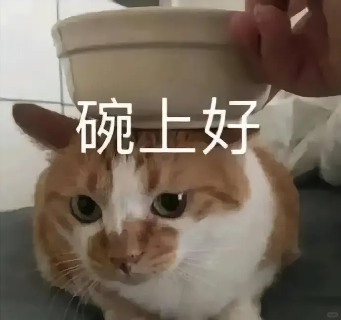 猫猫表情包来咯