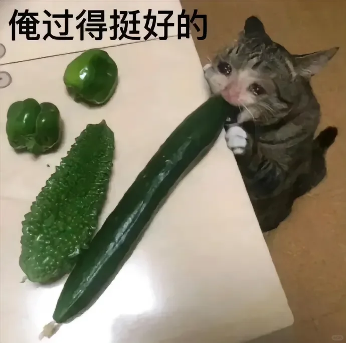 猫猫表情包来咯