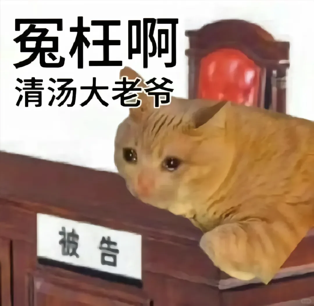 猫猫表情包来咯