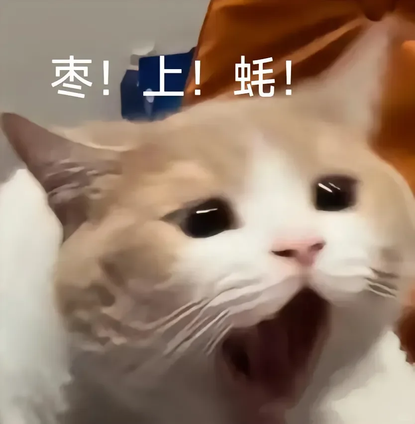 猫猫表情包来咯