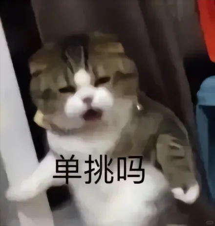 猫猫表情包来咯