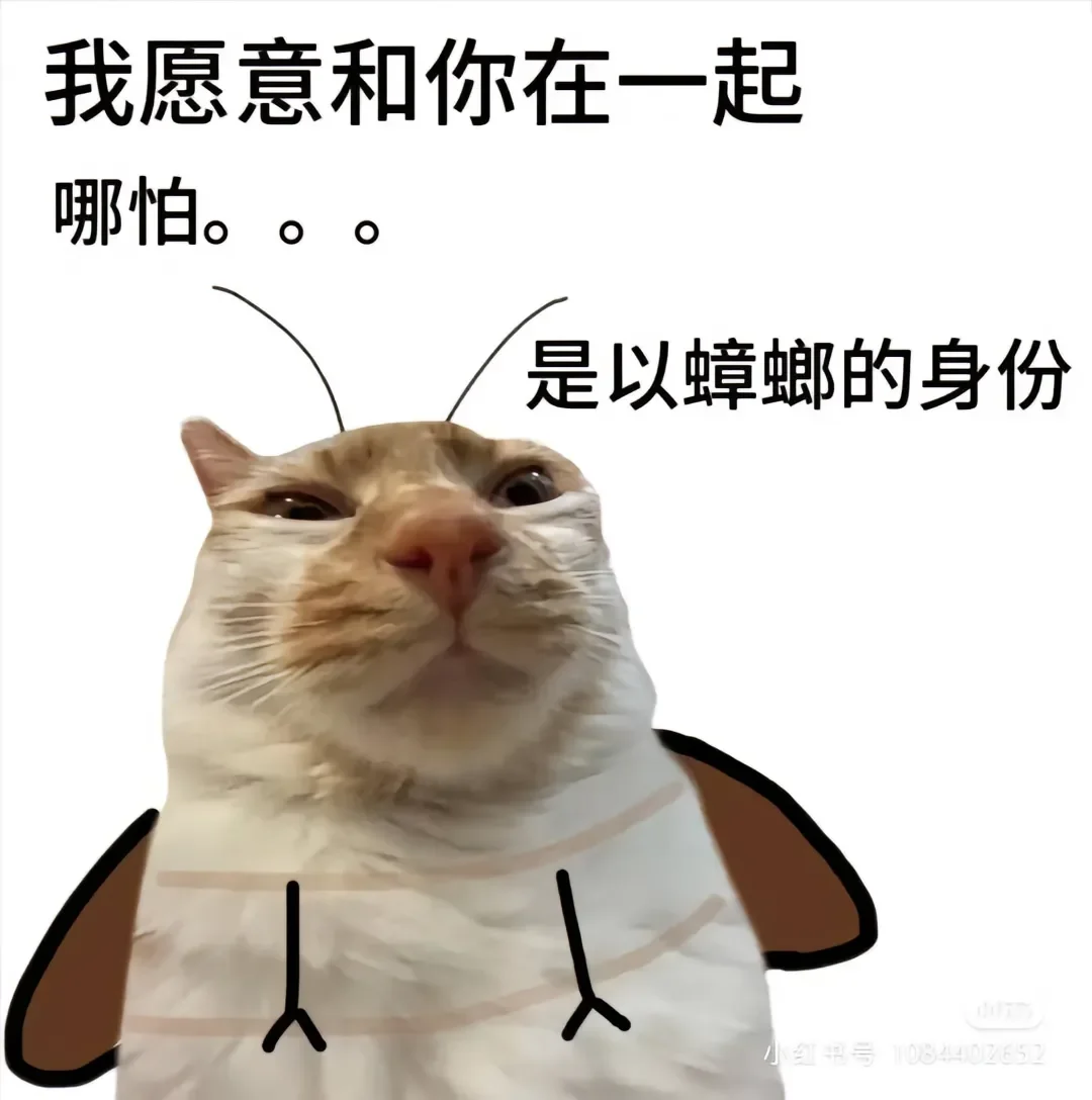 猫猫表情包来咯