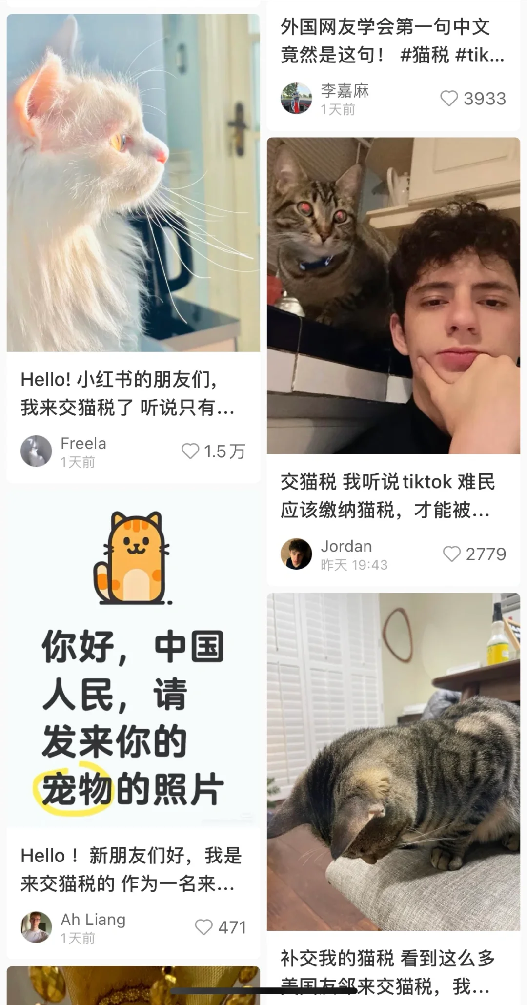 到底是谁骗老外要交猫税?税的啊？