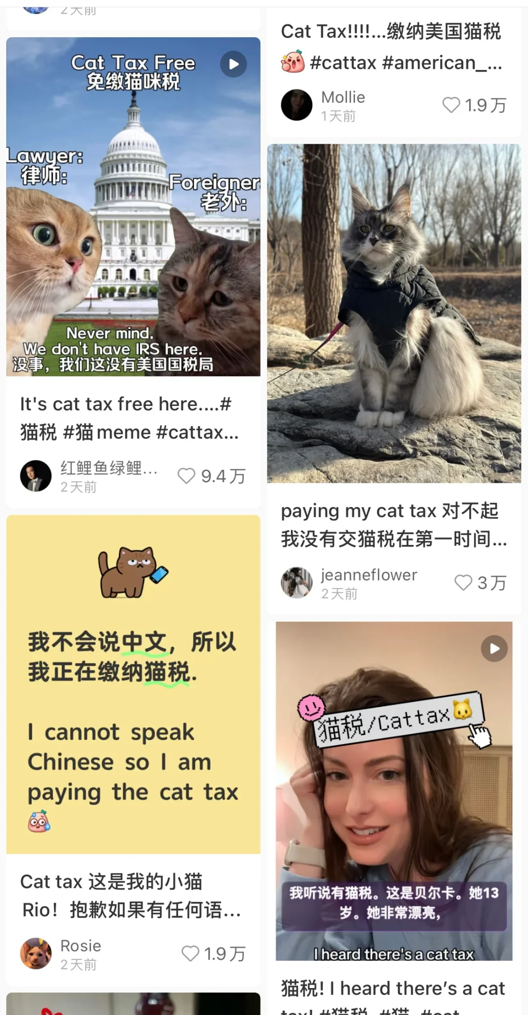 到底是谁骗老外要交猫税?税的啊？