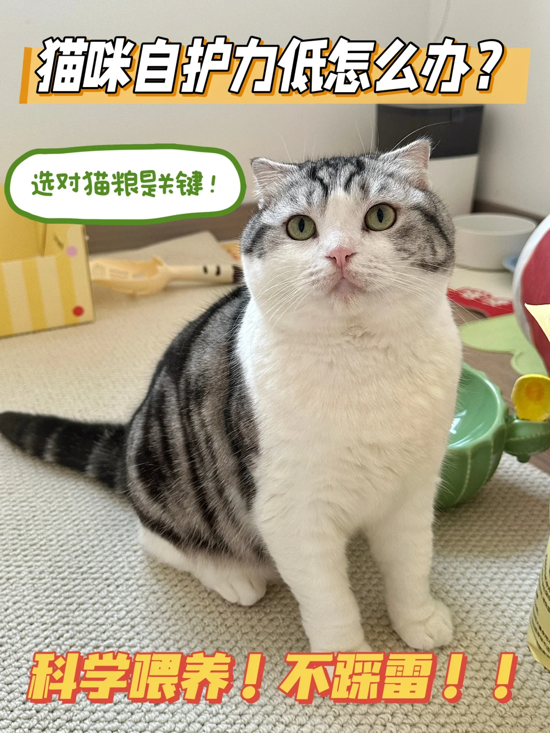 家里猫猫抵抗力低？选对猫粮很关键！！