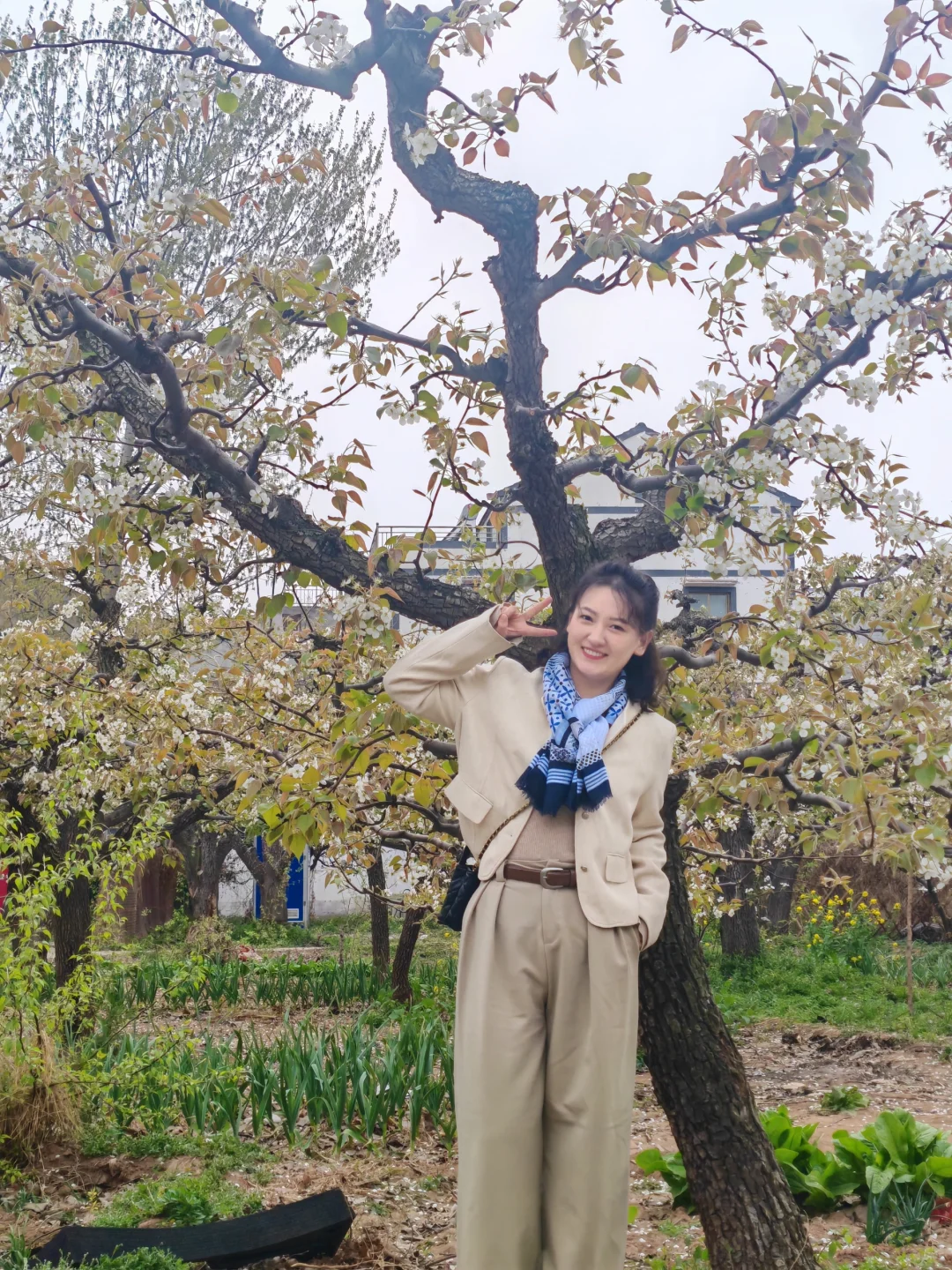 今日份邯郸下县一日游—魏县梨花节