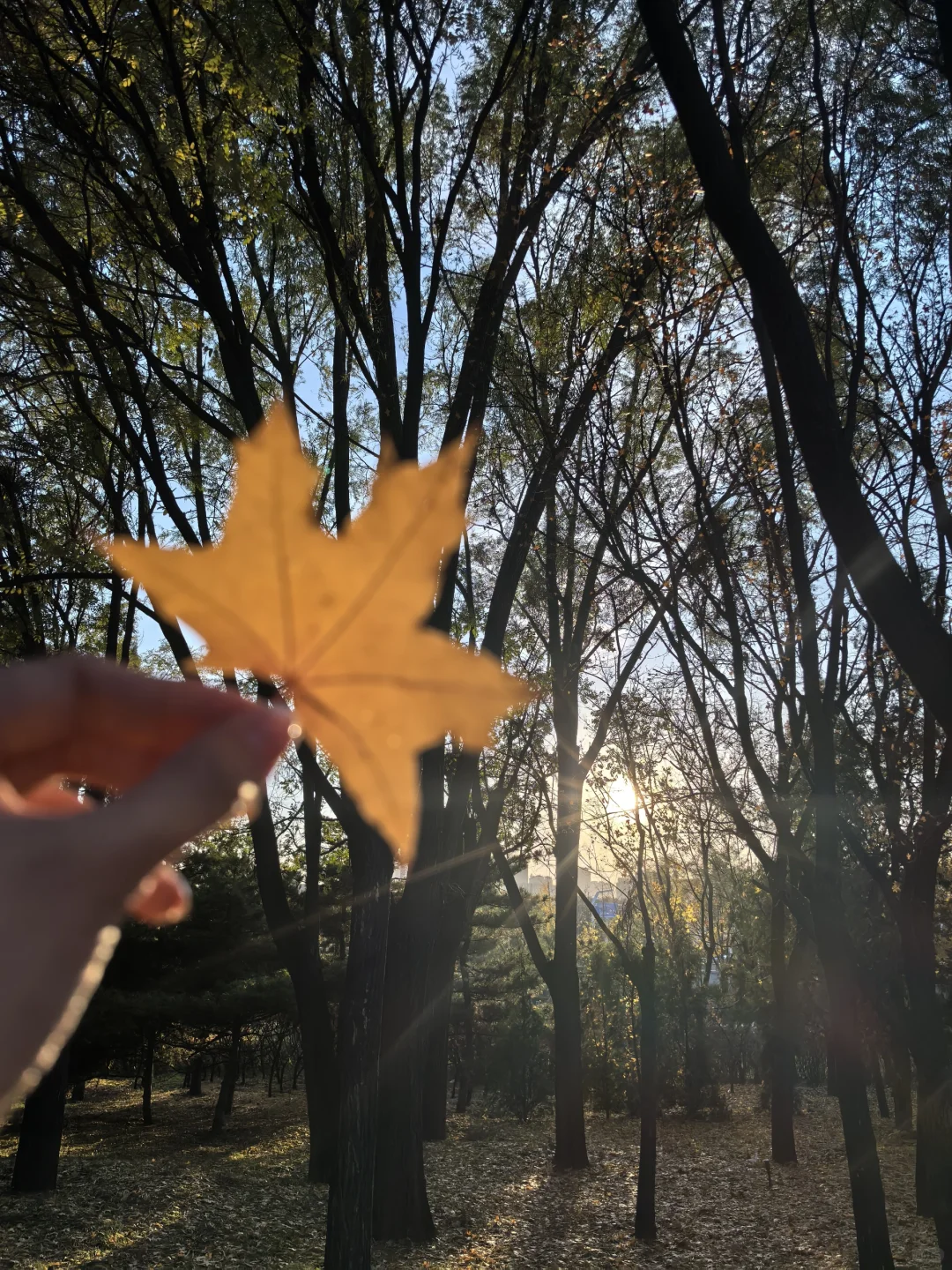 落叶知秋🍂永远喜欢阳光和背影