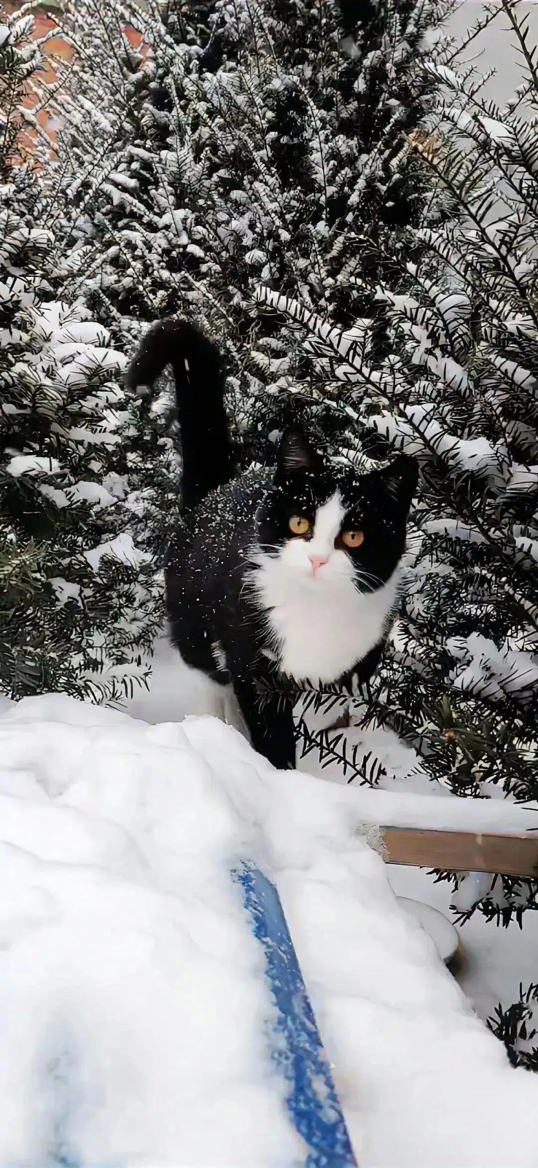 一期氛围感壁纸❄️