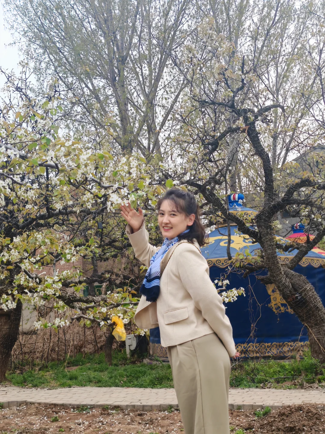 今日份邯郸下县一日游—魏县梨花节