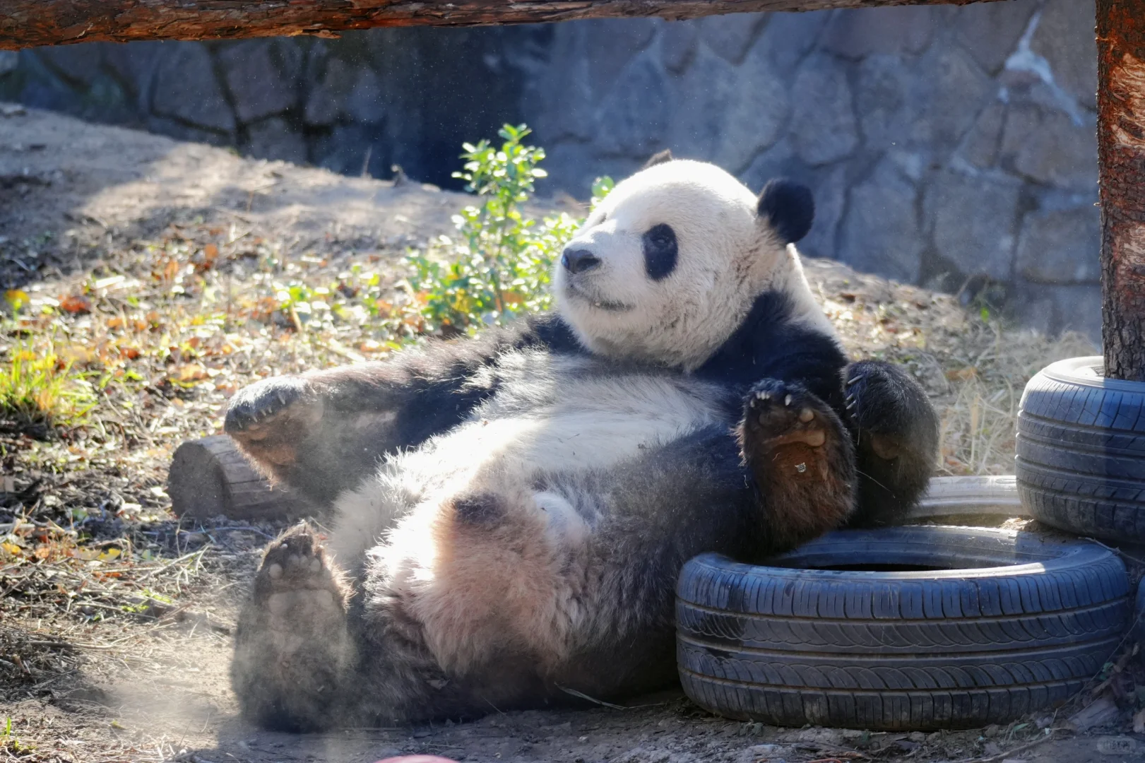 好熊熊萌二帅气私房照新年特别大放送?