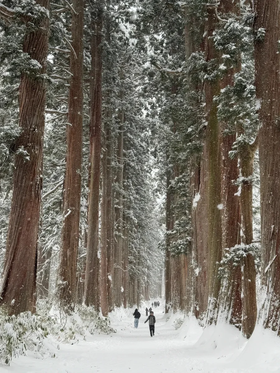 日本冬日小众秘境 | 1-3月选择去长野玩雪