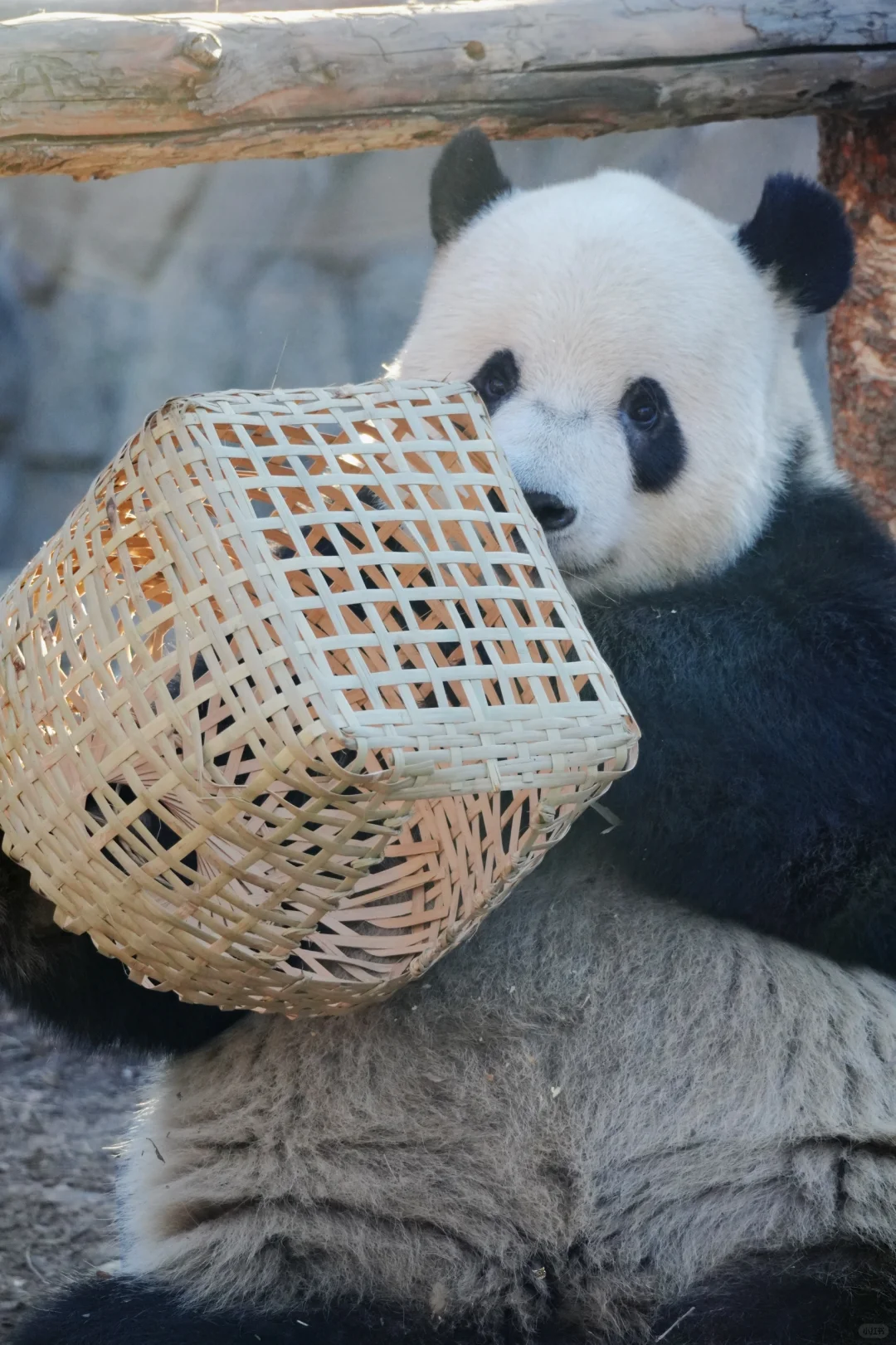 好熊熊萌二帅气私房照新年特别大放送?