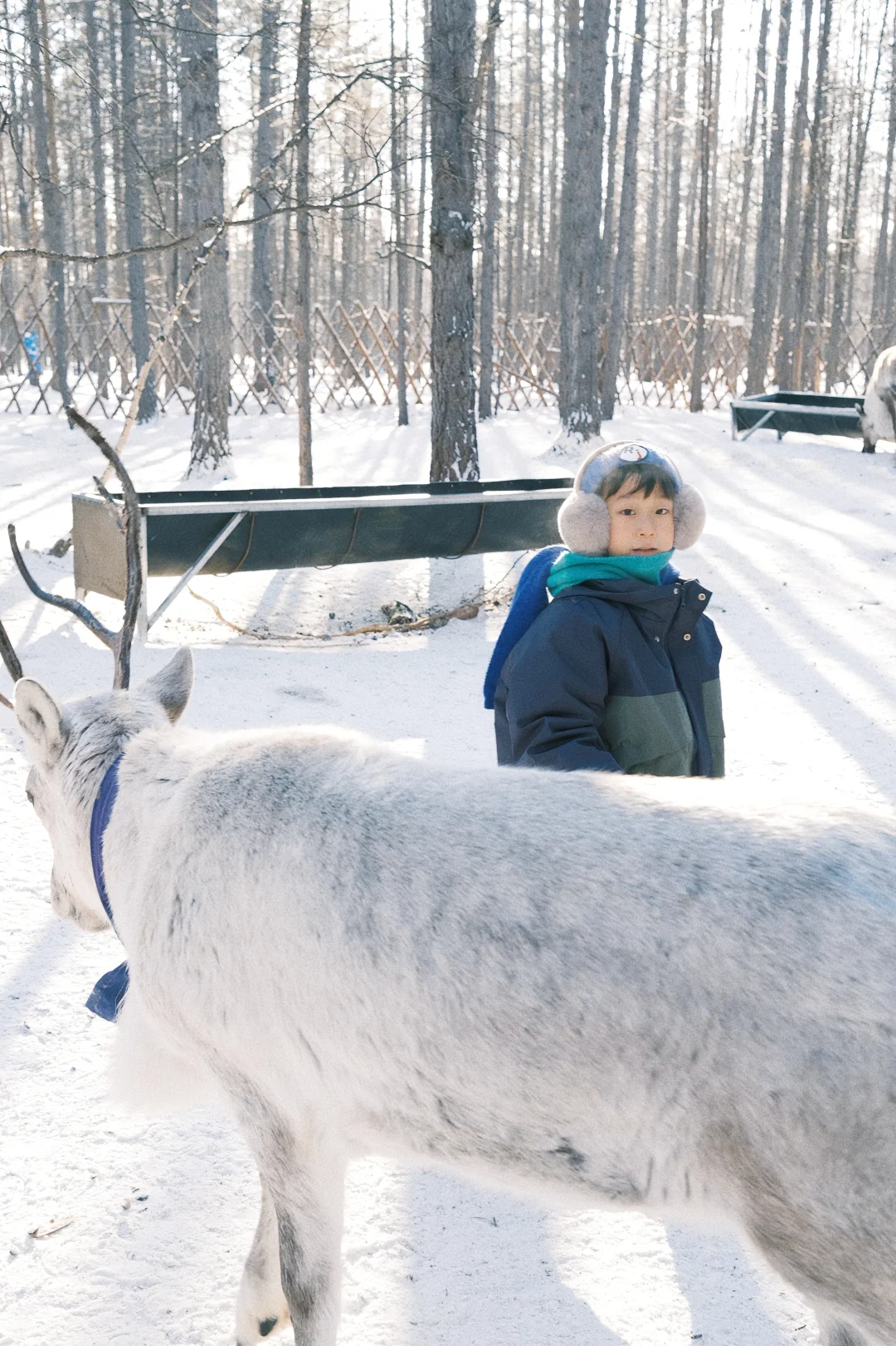 反向旅游呼伦贝尔..追一场北国的雪