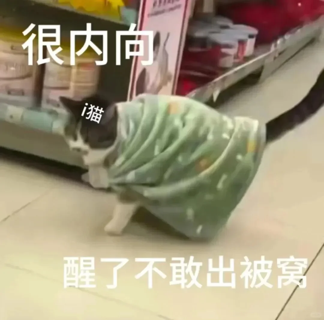 很内向醒了不敢出被窝|抽象猫猫表情包