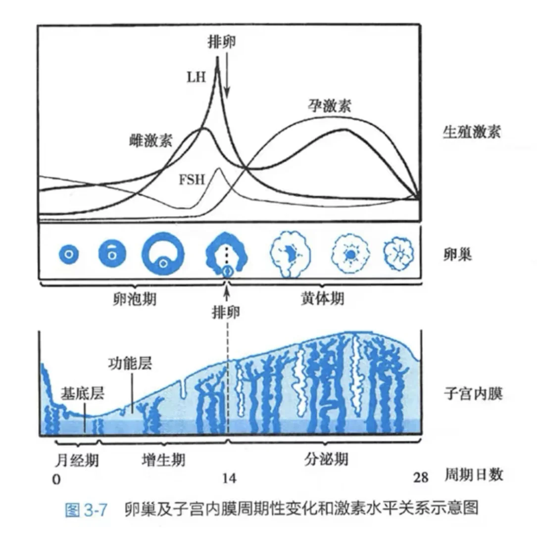 激素