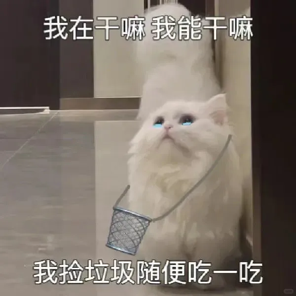 一些淡淡的猫猫表情包