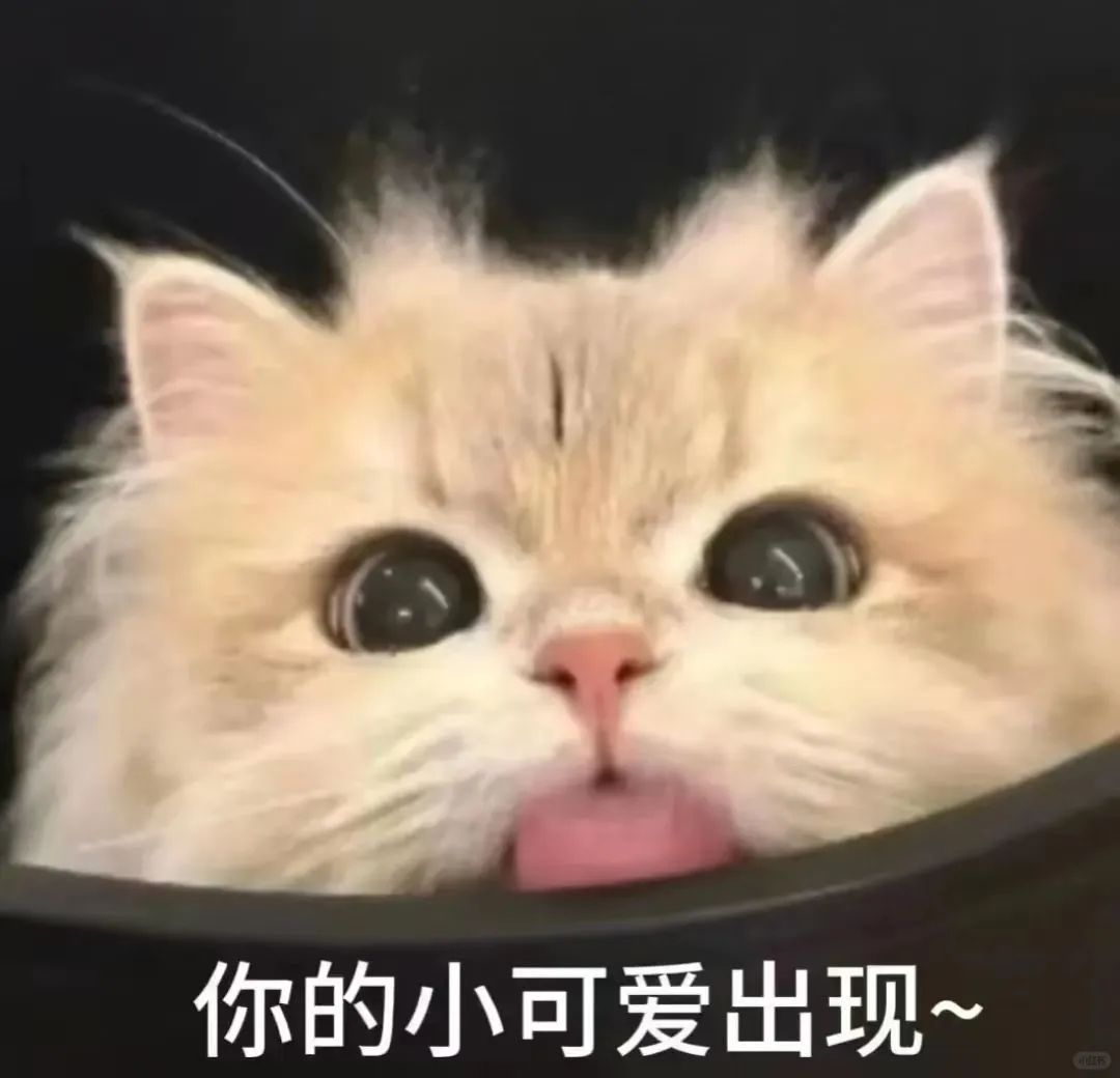 小猫咪表情包来咯～