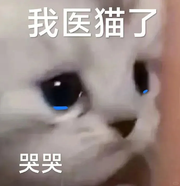 一些淡淡的猫猫表情包