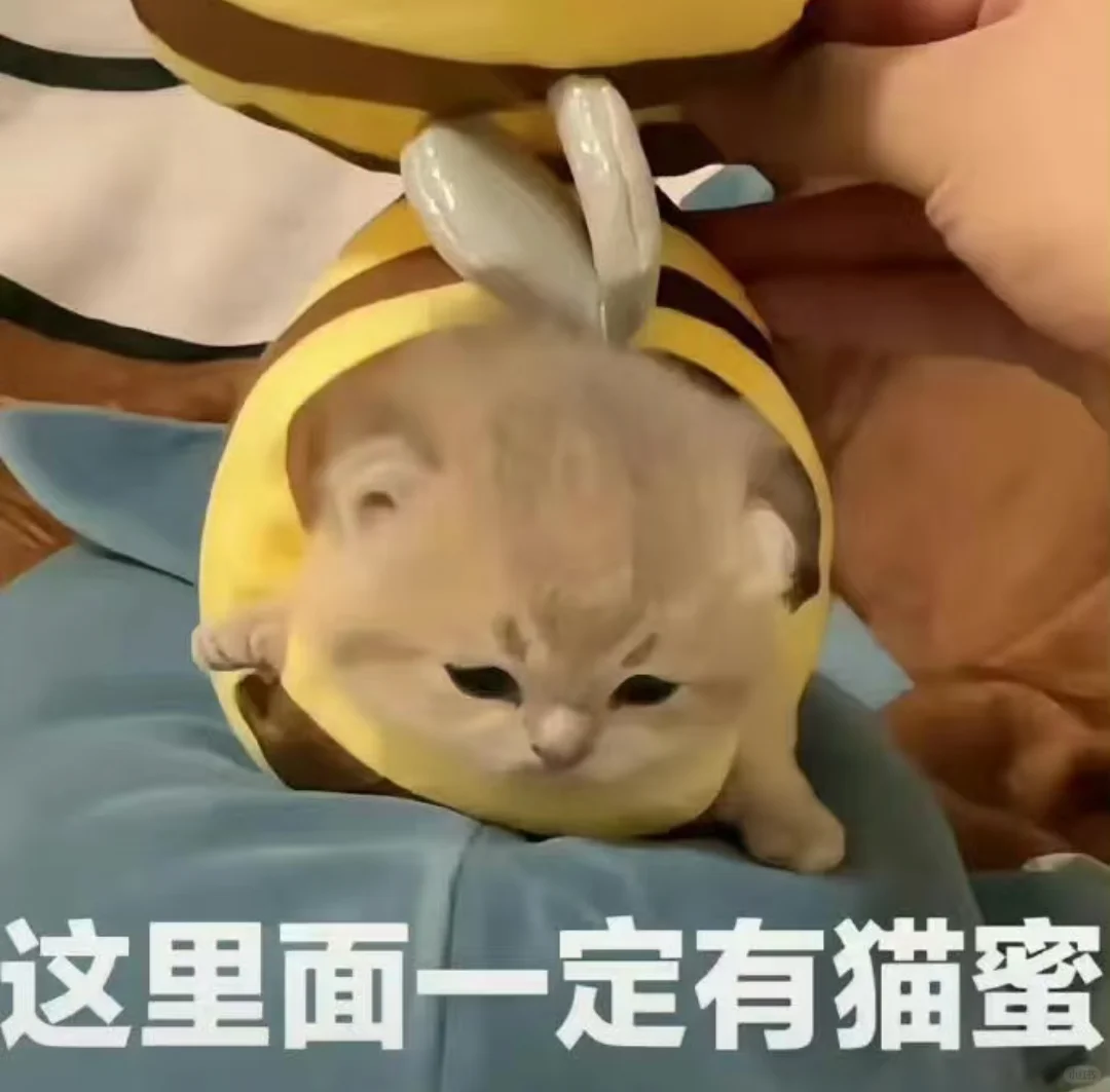 小猫咪表情包来咯～