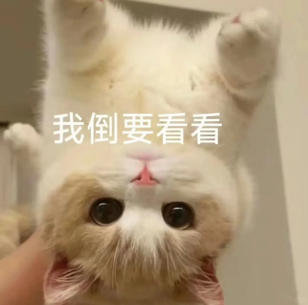 小猫咪表情包来咯～