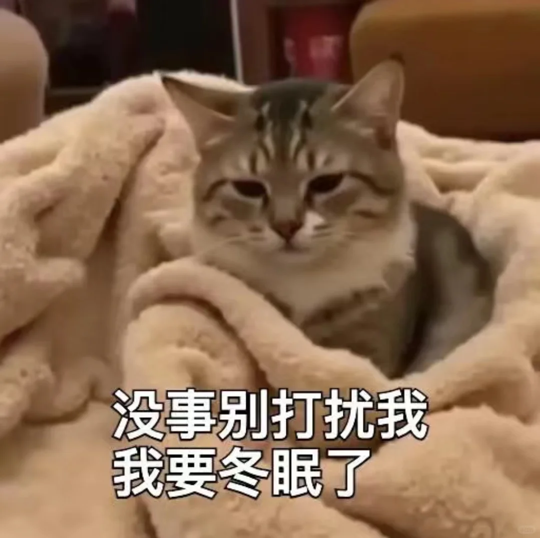 一些淡淡的猫猫表情包