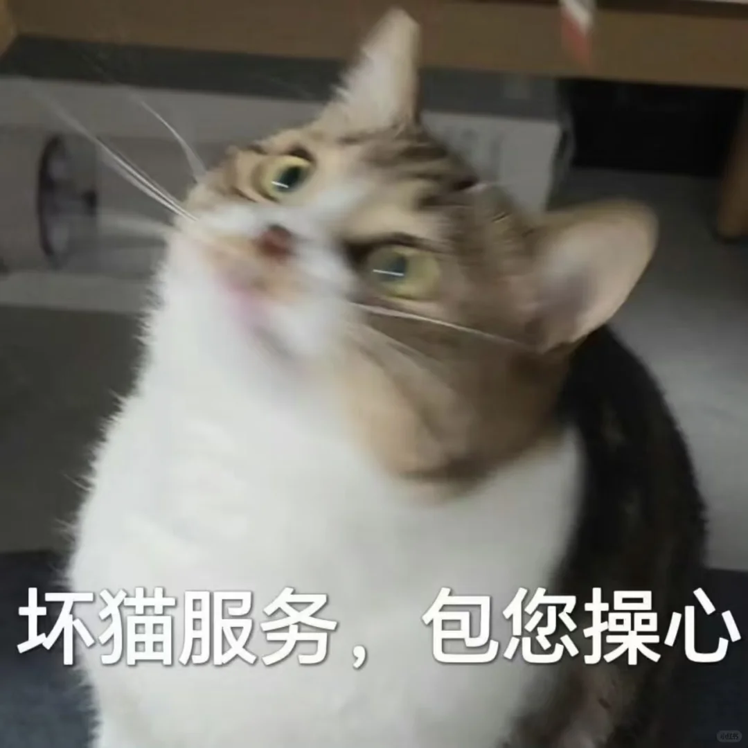 猫猫头像表情包可爱萌萌哒的小动物