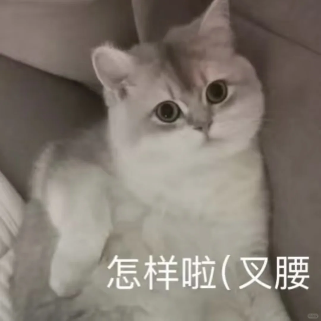 猫猫头像表情包可爱萌萌哒的小动物