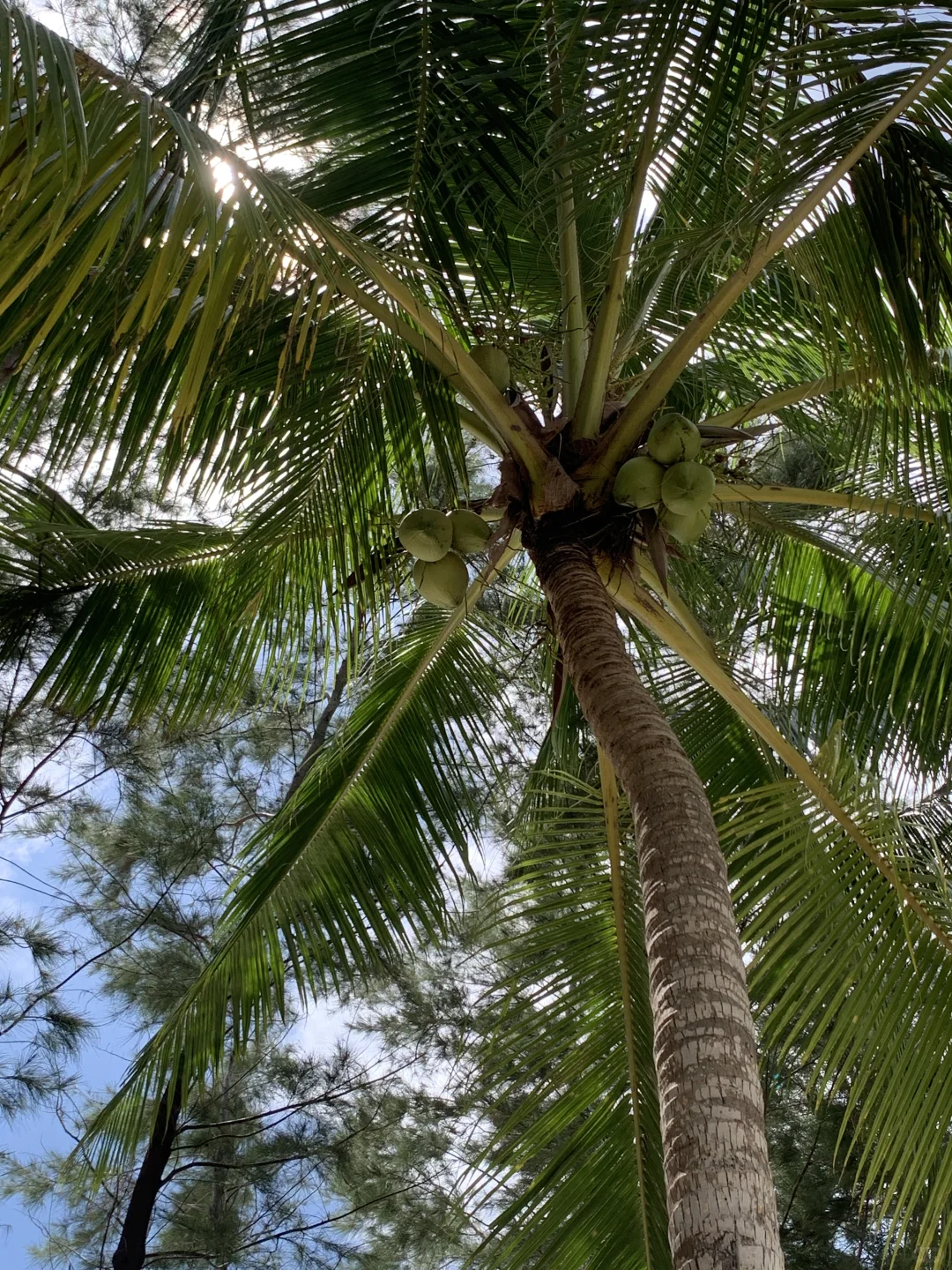 ️美人鱼岛的海太清透了～