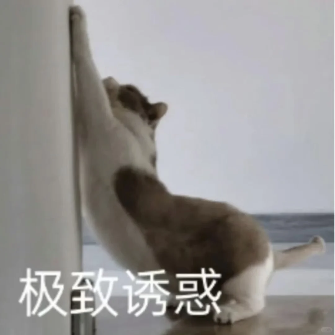 猫猫头像表情包可爱萌萌哒的小动物