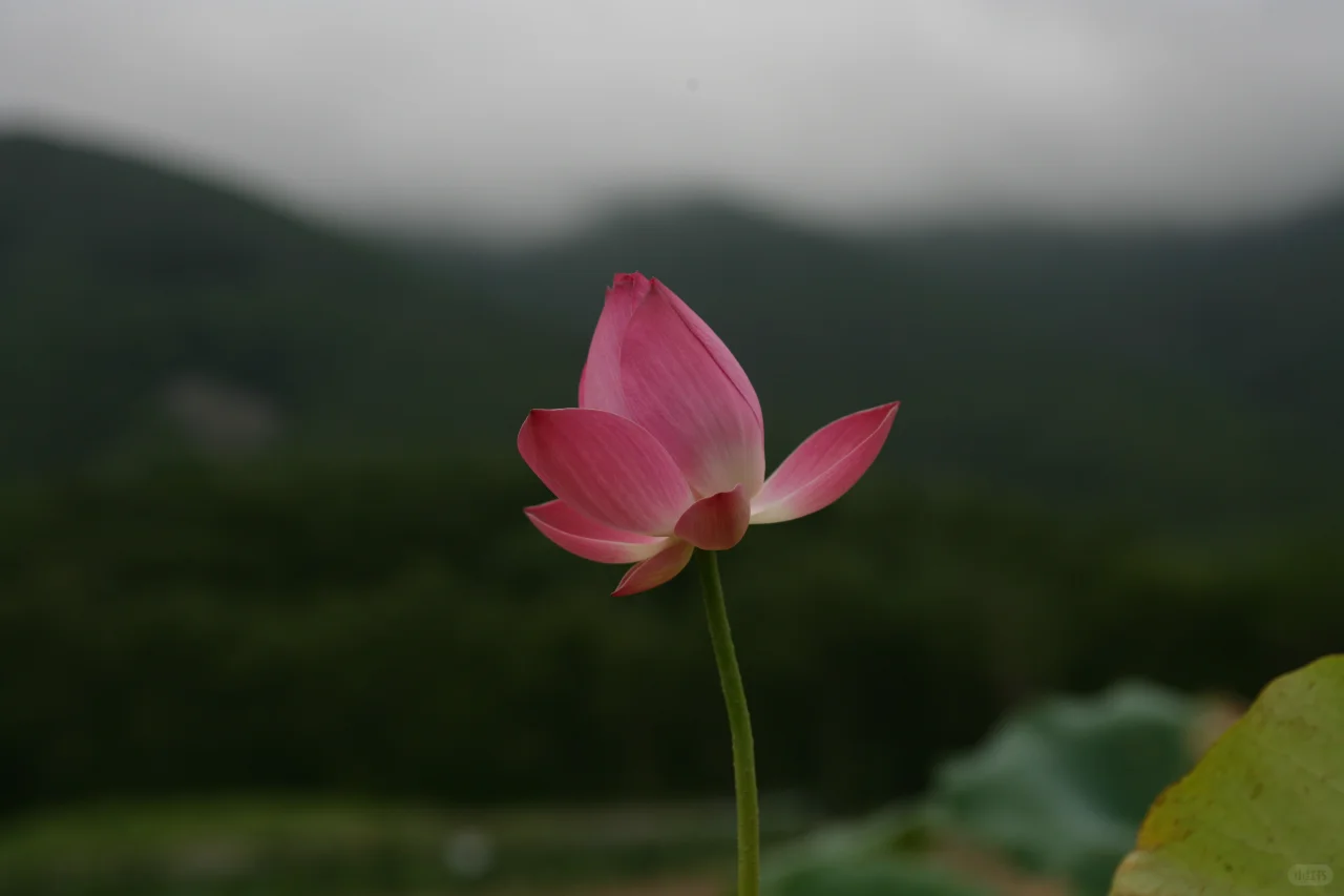 荷花-电脑-二更