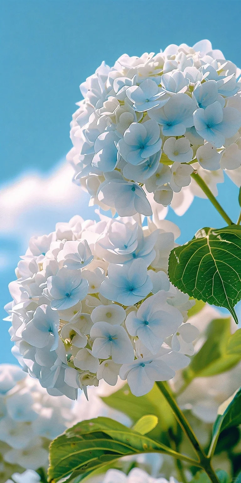 秋百合的美，花开花落间