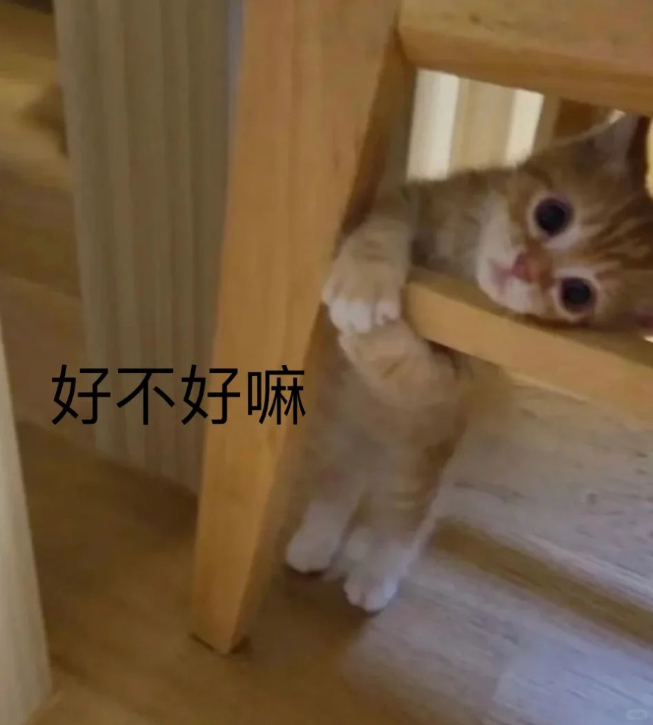 可可爱爱的猫猫表情包来啦