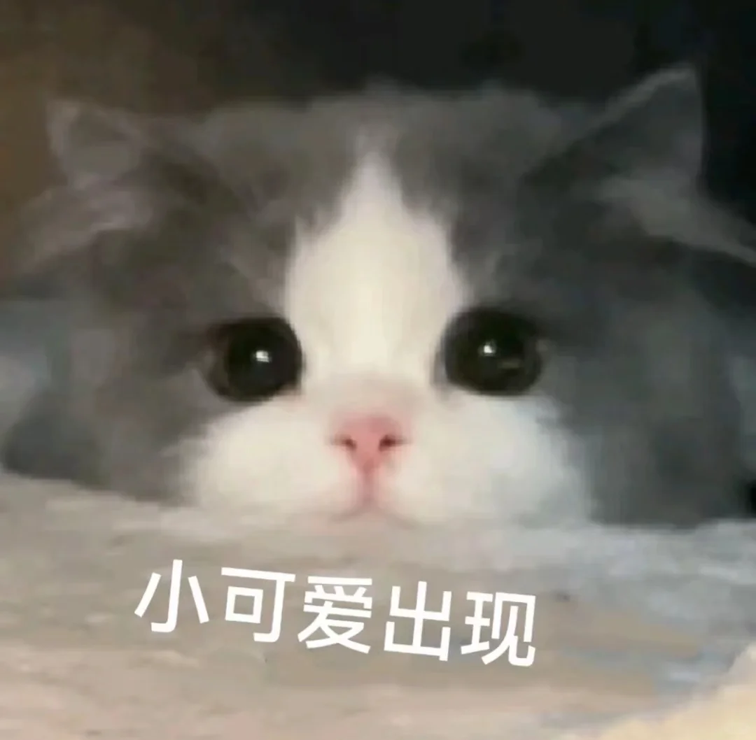 可可爱爱的猫猫表情包来啦