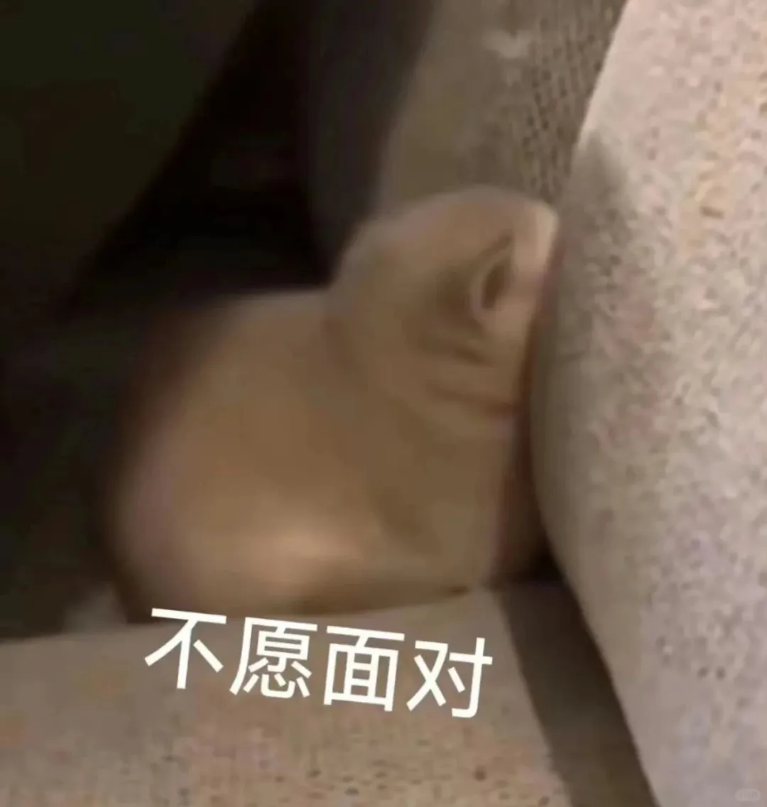 可可爱爱的猫猫表情包来啦