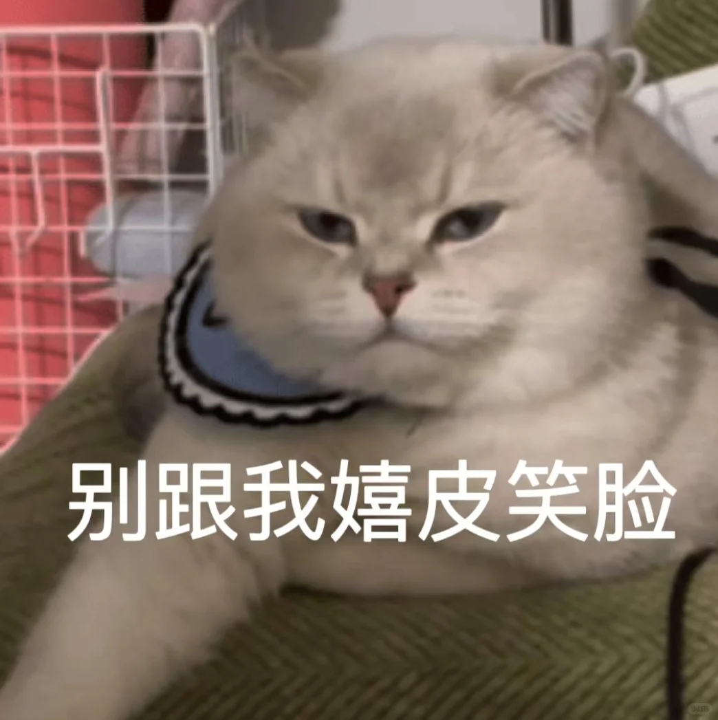 可可爱爱的猫猫表情包来啦