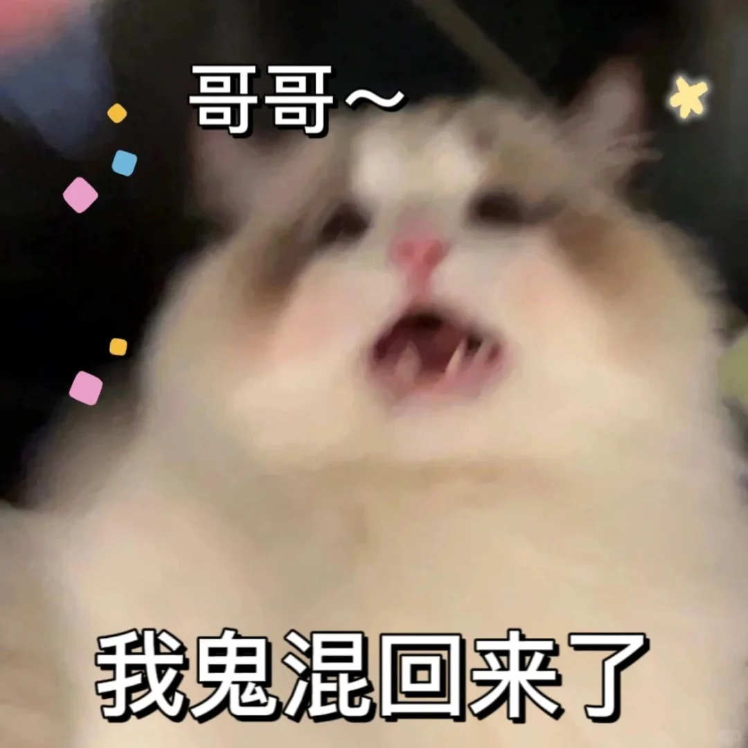 今日份猫猫表情包