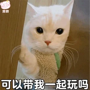 今日份猫猫表情包